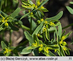 Euphorbia exigua (wilczomlecz drobny)