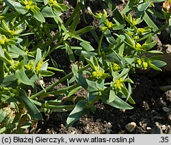 Euphorbia exigua (wilczomlecz drobny)