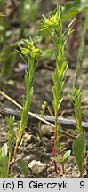 Euphorbia exigua (wilczomlecz drobny)