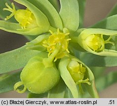 Euphorbia exigua (wilczomlecz drobny)