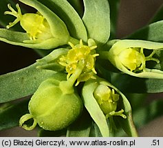 Euphorbia exigua (wilczomlecz drobny)