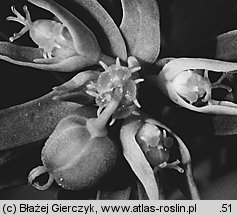 Euphorbia exigua (wilczomlecz drobny)