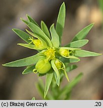 Euphorbia exigua (wilczomlecz drobny)