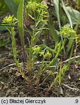 Euphorbia exigua (wilczomlecz drobny)