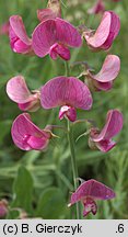 Lathyrus latifolius (groszek szerokolistny)