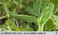 Lathyrus latifolius (groszek szerokolistny)