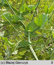 Lathyrus latifolius (groszek szerokolistny)