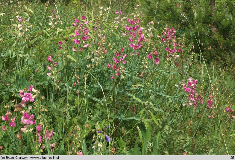 Lathyrus latifolius (groszek szerokolistny)