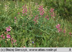 Lathyrus latifolius (groszek szerokolistny)