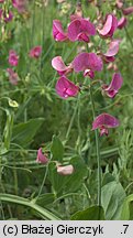 Lathyrus latifolius (groszek szerokolistny)