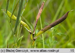 Lathyrus pannonicus (groszek pannoński)