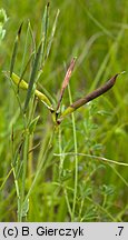 Lathyrus pannonicus (groszek pannoński)