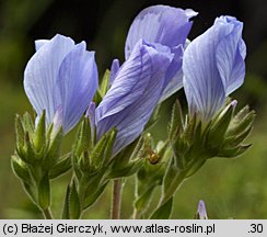 Linum hirsutum (len włochaty)