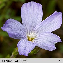 Linum hirsutum (len włochaty)