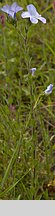 Linum hirsutum (len włochaty)