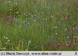 Linum hirsutum (len włochaty)