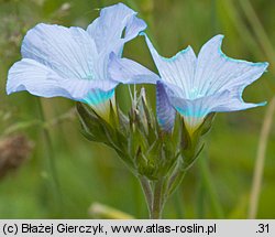 Linum hirsutum (len włochaty)