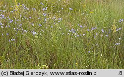 Linum hirsutum (len włochaty)