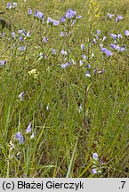 Linum hirsutum (len włochaty)