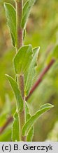 Linum hirsutum (len włochaty)