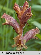 Orobanche alba (zaraza macierzankowa)