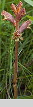 Orobanche alba (zaraza macierzankowa)