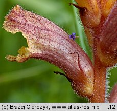 Orobanche alba (zaraza macierzankowa)