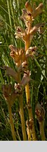 Orobanche alba (zaraza macierzankowa)