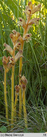 Orobanche alba (zaraza macierzankowa)