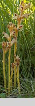 Orobanche alba (zaraza macierzankowa)