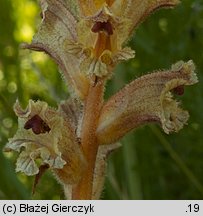 Orobanche alba (zaraza macierzankowa)