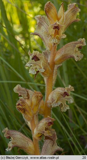 Orobanche alba (zaraza macierzankowa)