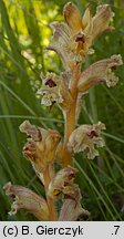 Orobanche alba (zaraza macierzankowa)