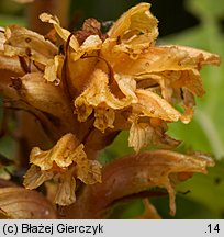 Orobanche flava (zaraza żółta)