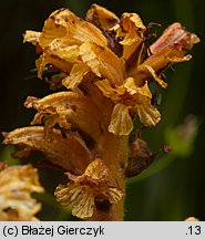 Orobanche flava (zaraza żółta)