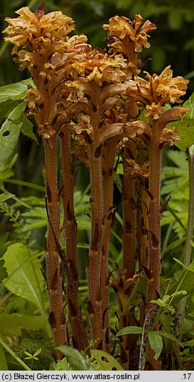 Orobanche flava (zaraza żółta)