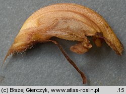 Orobanche flava (zaraza żółta)