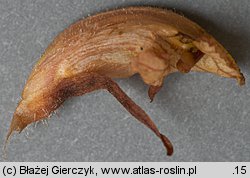 Orobanche flava (zaraza żółta)