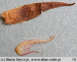 Orobanche flava (zaraza żółta)