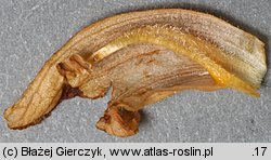 Orobanche flava (zaraza żółta)