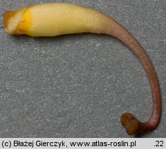 Orobanche flava (zaraza żółta)