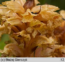 Orobanche flava (zaraza żółta)