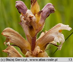 Orobanche lutea (zaraza czerwonawa)