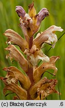 Orobanche lutea (zaraza czerwonawa)