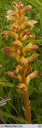 Orobanche lutea (zaraza czerwonawa)