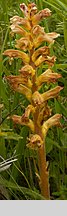 Orobanche lutea (zaraza czerwonawa)