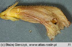 Orobanche lutea (zaraza czerwonawa)