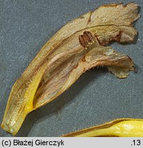 Orobanche lutea (zaraza czerwonawa)