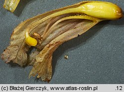 Orobanche lutea (zaraza czerwonawa)