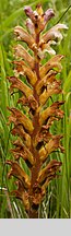 Orobanche lutea (zaraza czerwonawa)